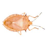 HEMIPTERA