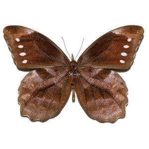 The high mountain butterfly