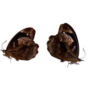 The high mountain butterfly