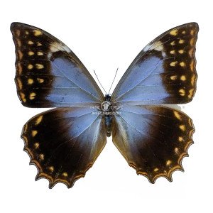 MORPHO THESEUS SCHWEITZERI