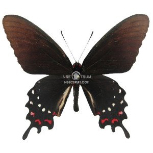 PARIDES ALOPIUS