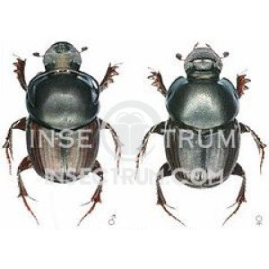 ONTHOPHAGUSSSP