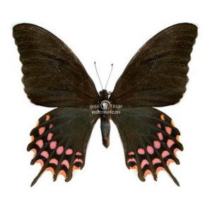 PAPILIO ROGERI PHARNACES