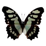 Malachite butterfly