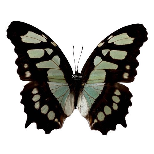 SIPROETA STELENES BIPLAGIATA Malachite butterfly