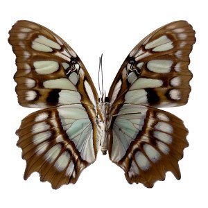 Malachite butterfly